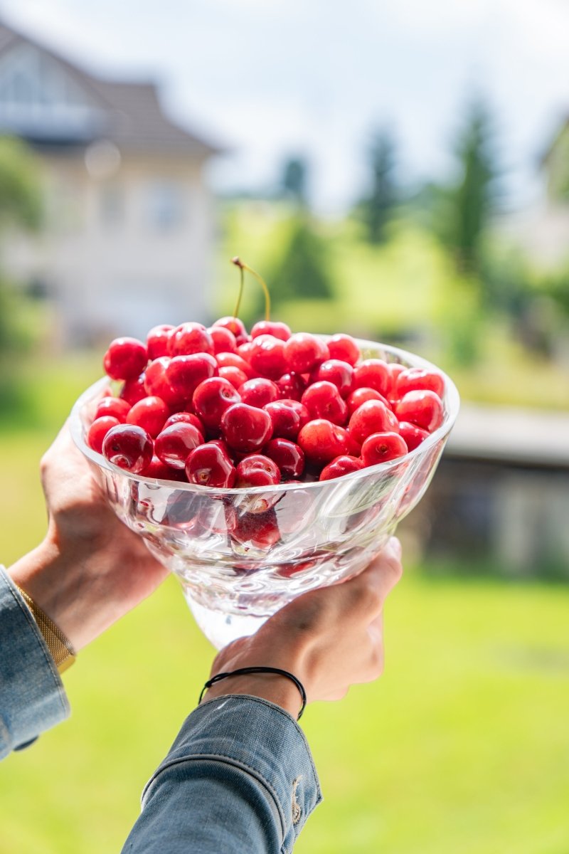 Crystal Royal Marika Medium Bowl - KLIMCHI