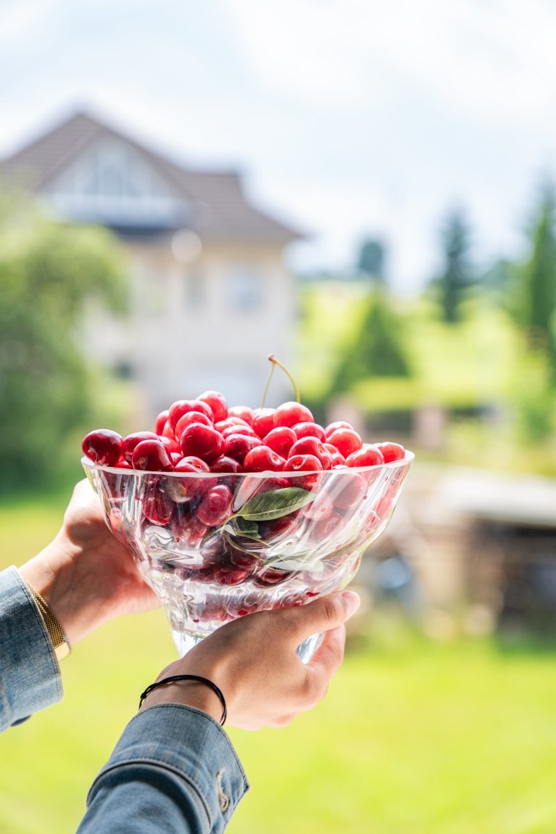 Crystal Royal Marika Medium Bowl - KLIMCHI