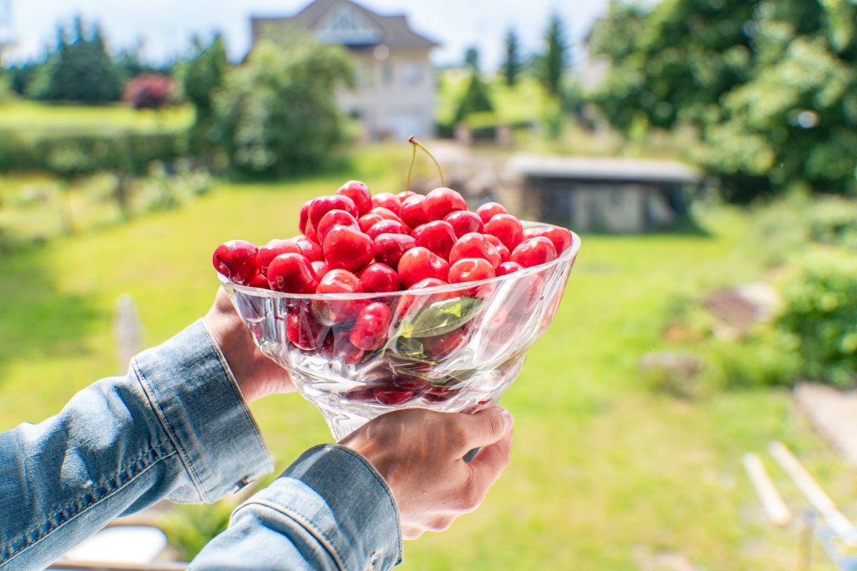 Crystal Royal Marika Medium Bowl - KLIMCHI